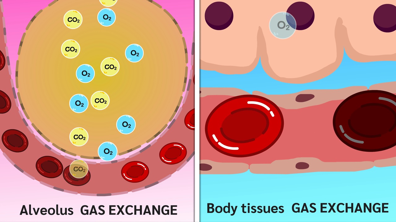 肺泡气体交换和
身体组织气体交换动画视频下载