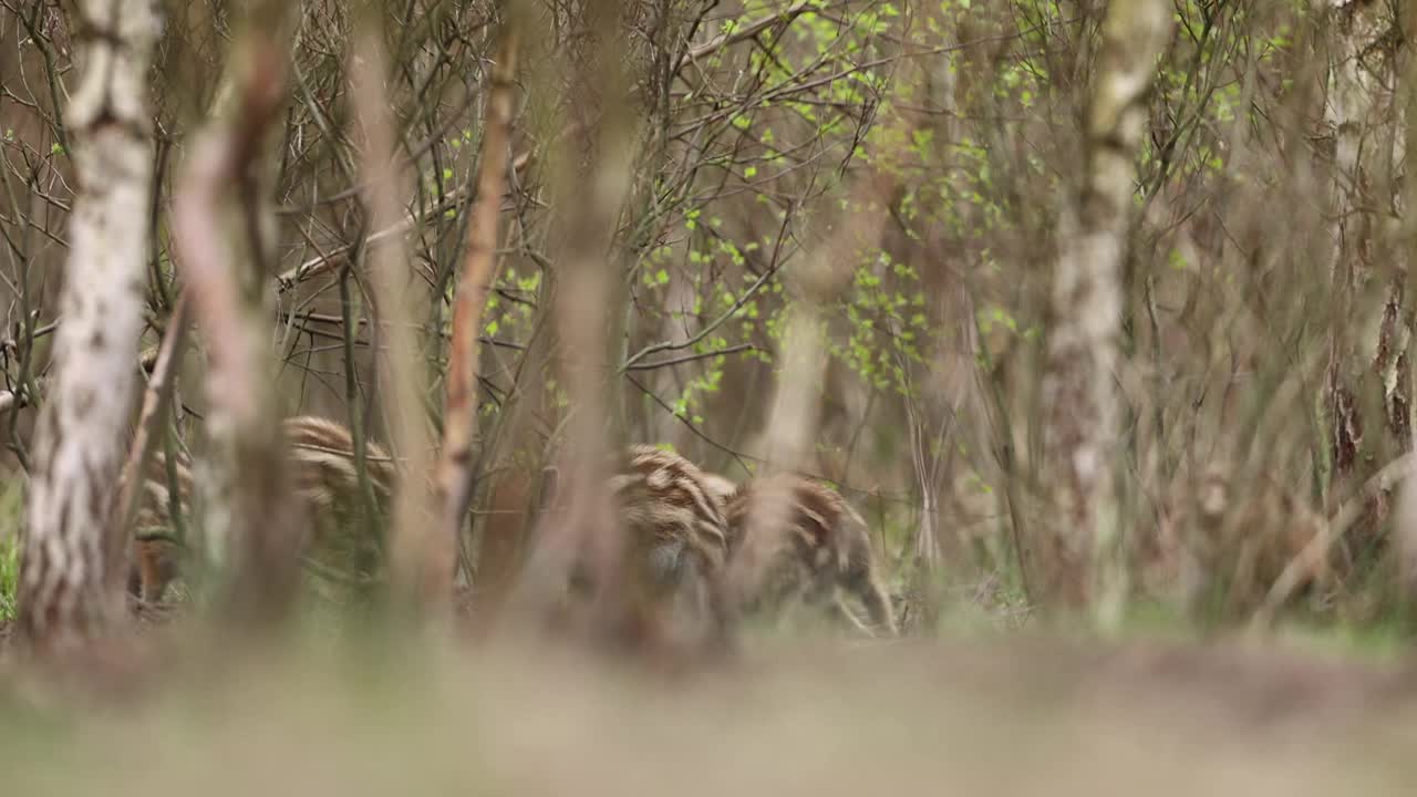 野猪(Sus scrofa)，欧亚野猪。视频下载