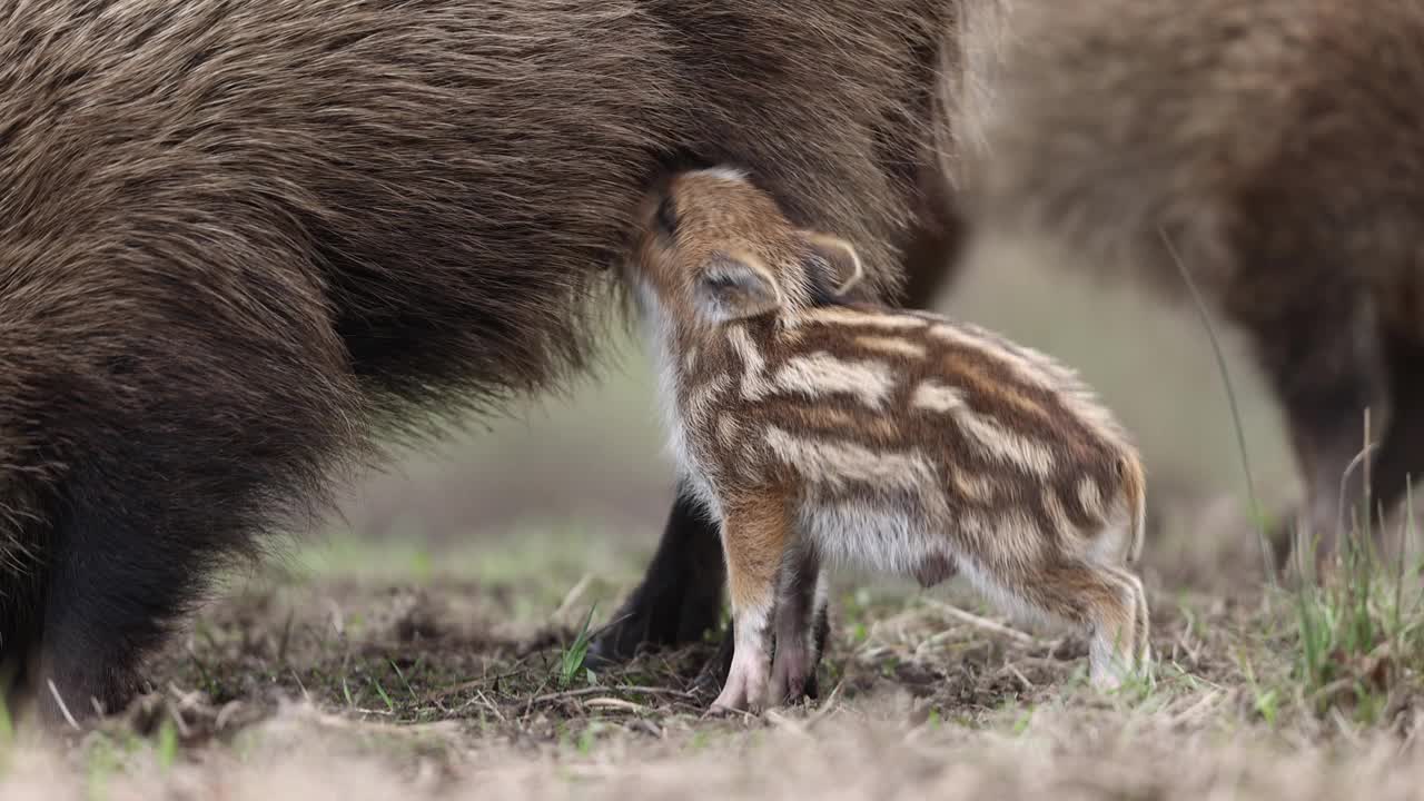 野猪(Sus scrofa)，欧亚野猪。视频素材