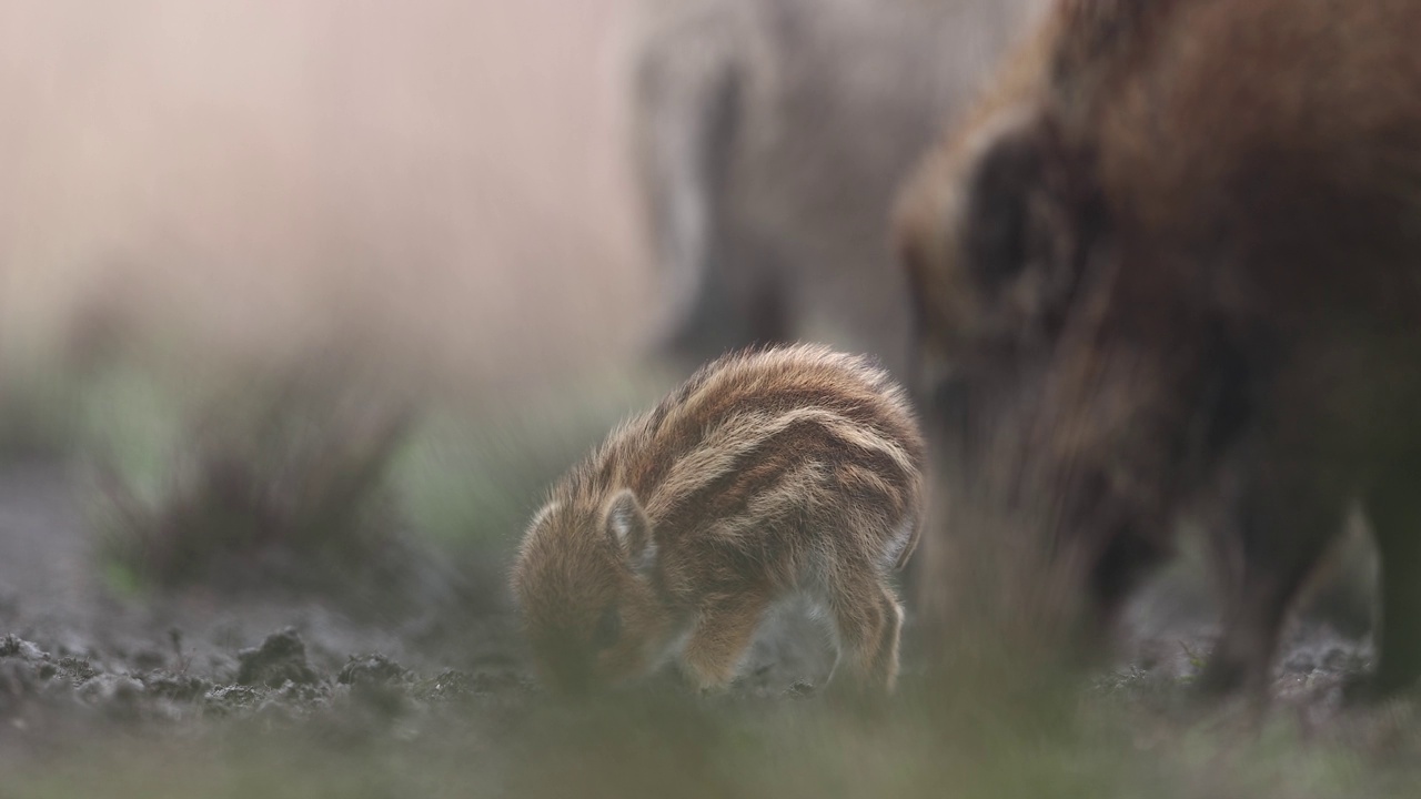 野猪(Sus scrofa)，欧亚野猪。视频素材