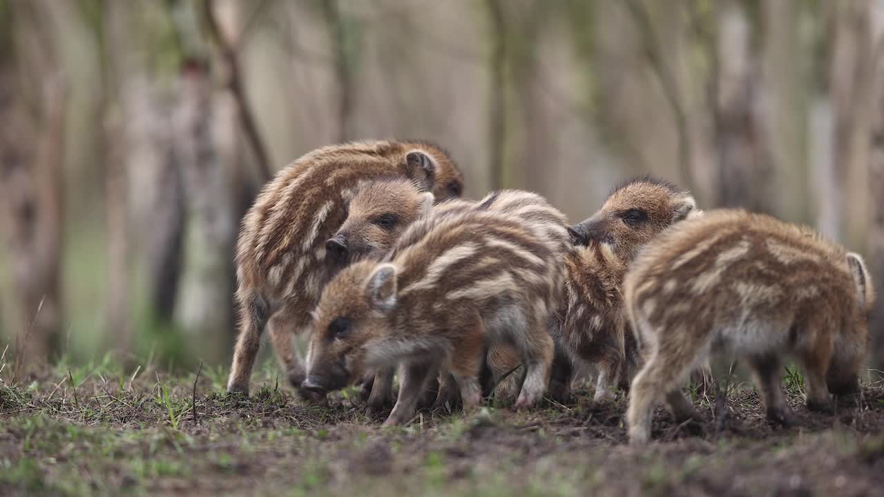 野猪(Sus scrofa)，欧亚野猪。视频下载