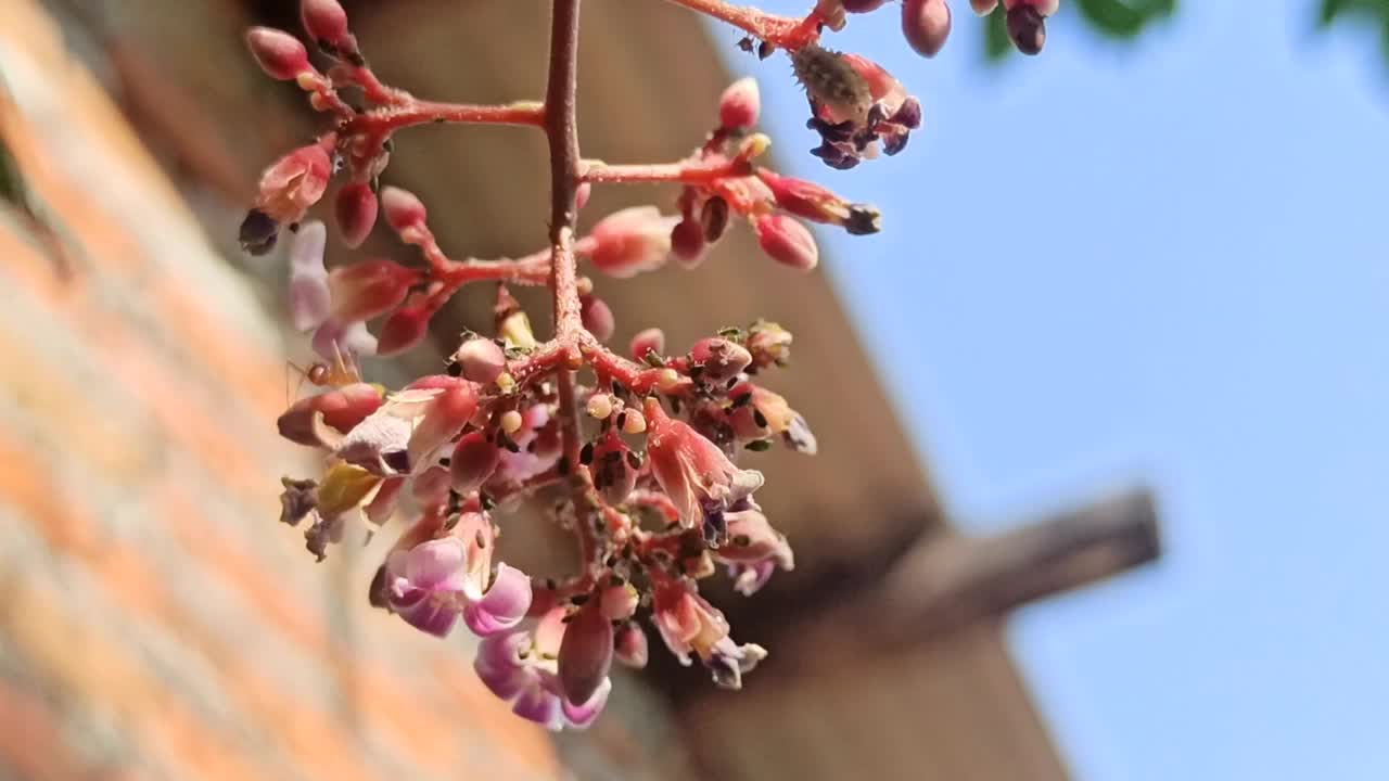 杨桃花视频素材