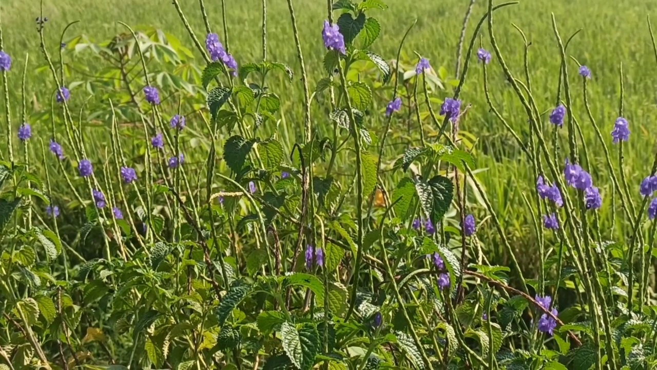 小花视频素材