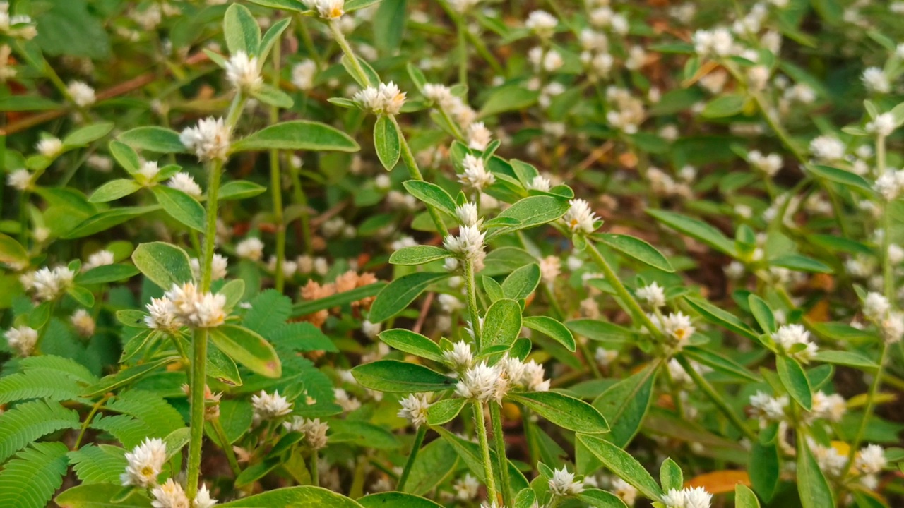 小花视频素材