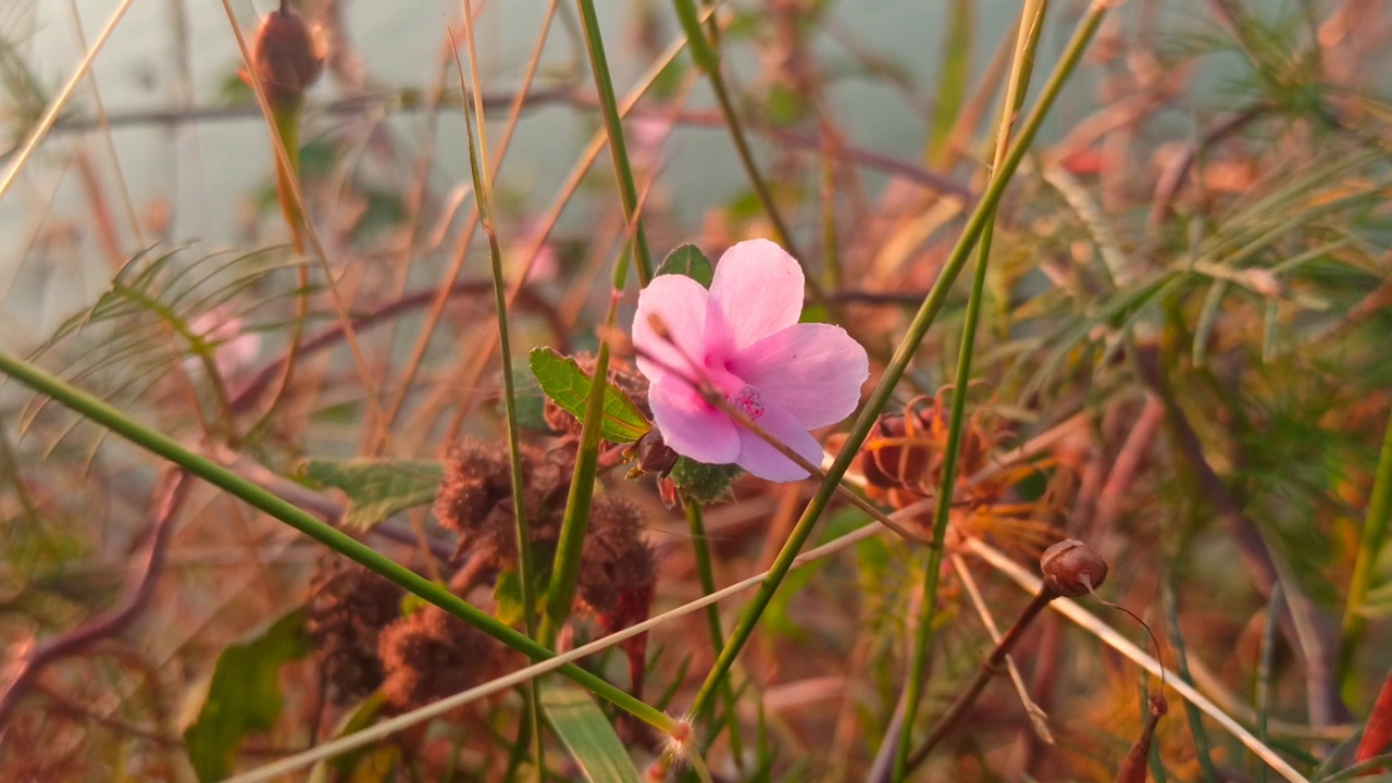 小花视频素材