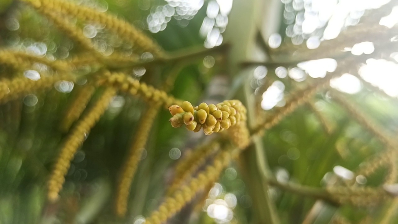 棕榈花视频素材