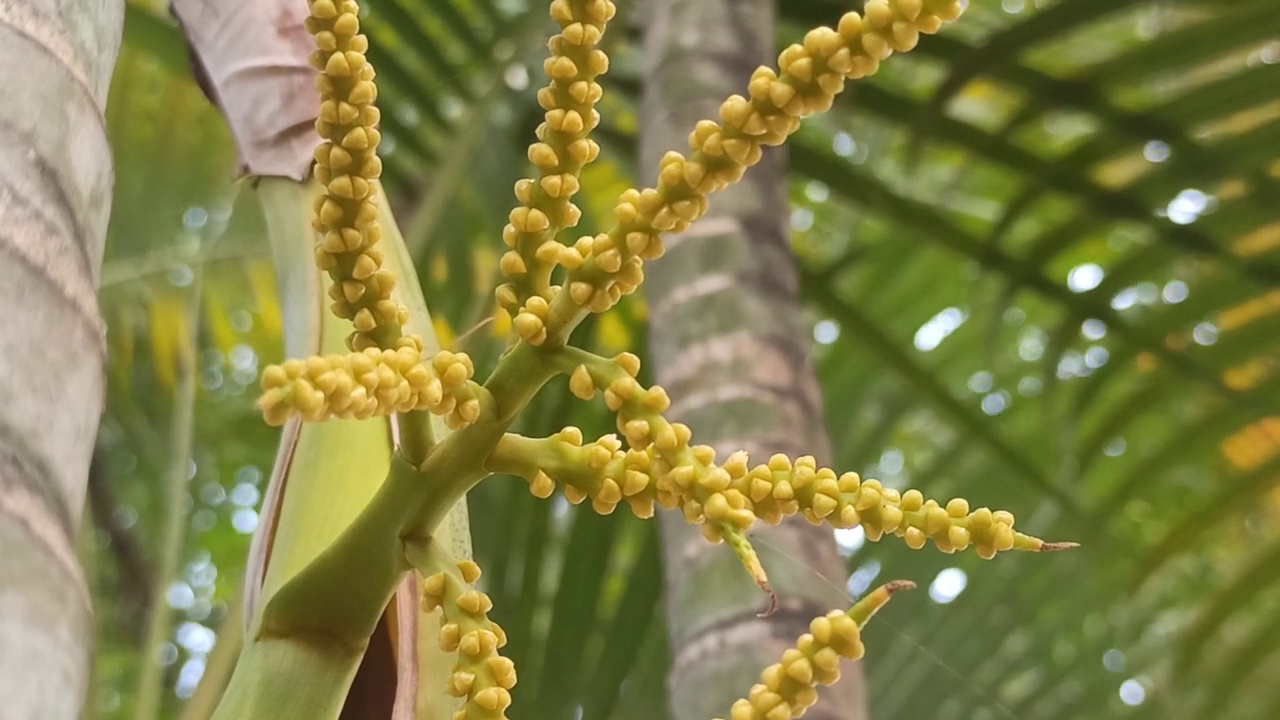 棕榈花视频素材