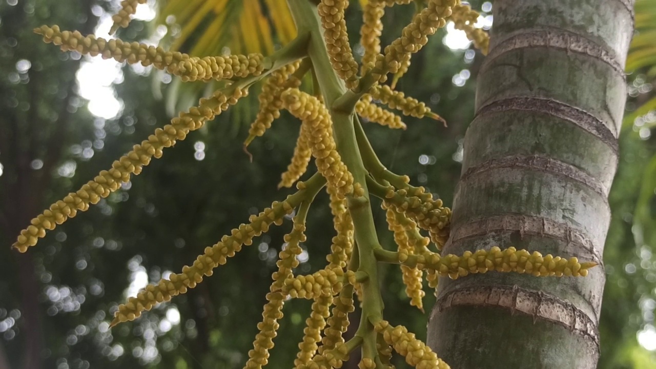 棕榈花视频素材