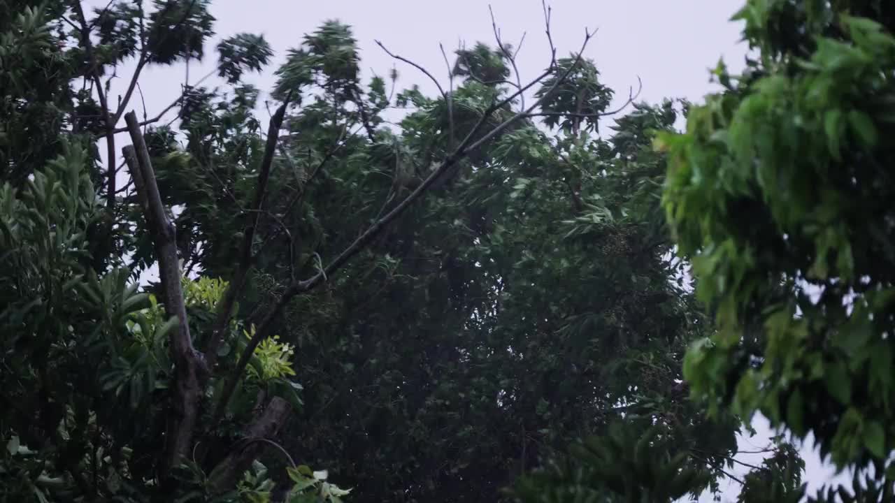 一棵在台风中摇摆的树视频素材