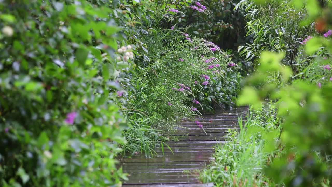 夏雨中森林里的木路视频素材