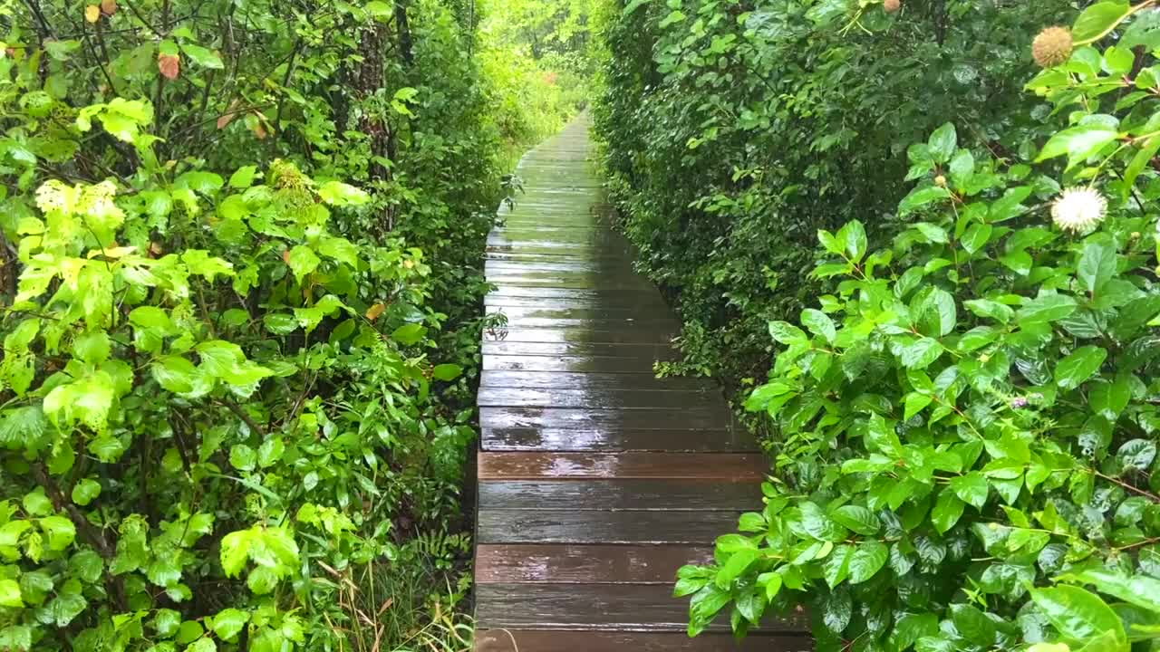 夏雨中森林里的木路视频素材