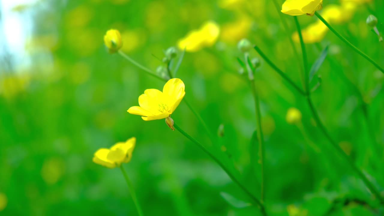 黄色的毛茛花在田野里随风摇曳视频素材