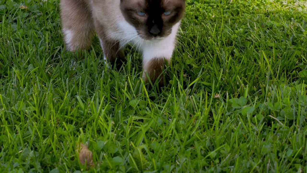 一只暹罗猫在草坪上散步，寻找着什么视频素材