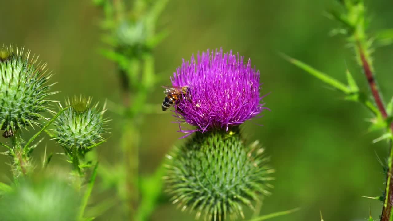 蜜蜂从水飞蓟花上采集花粉。药用植物视频素材