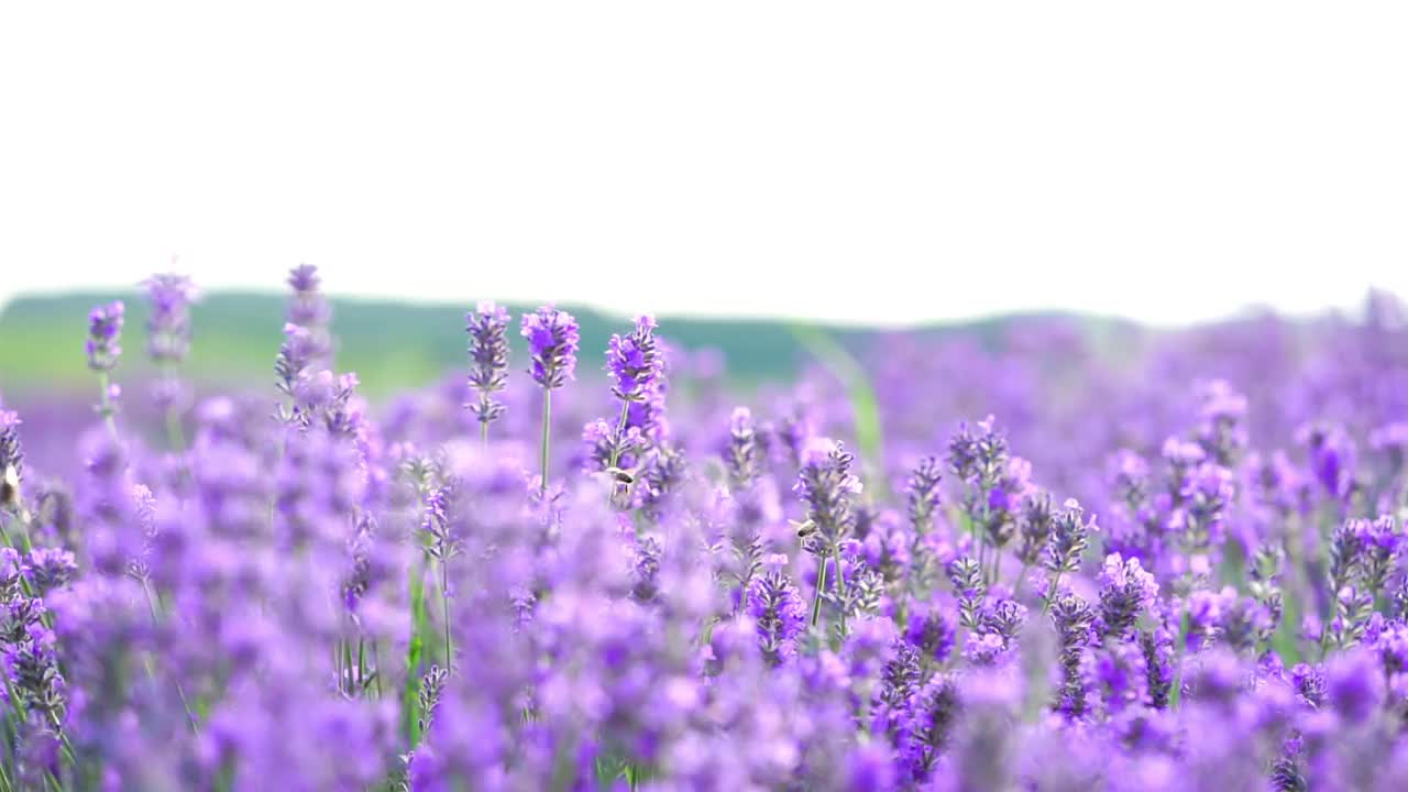 蜜蜂在紫色薰衣草花田里。自然背景。近距离视频素材