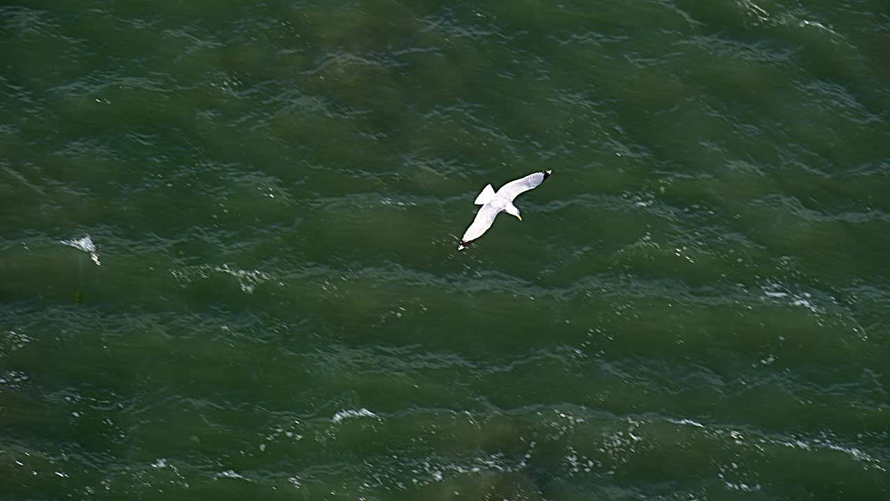 大西洋上空的海鸥视频下载