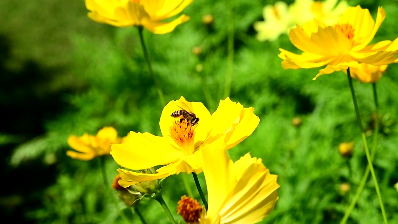 公园里的黄花视频下载