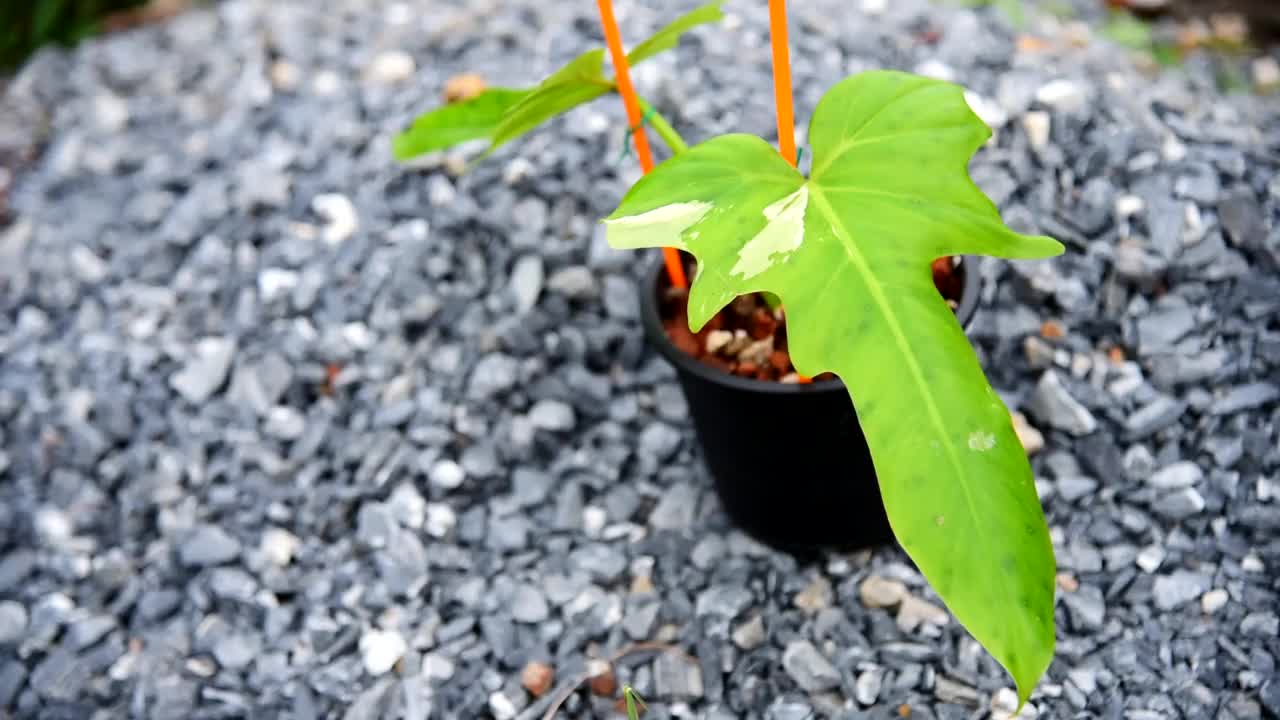 金龙花杂色特写视频素材