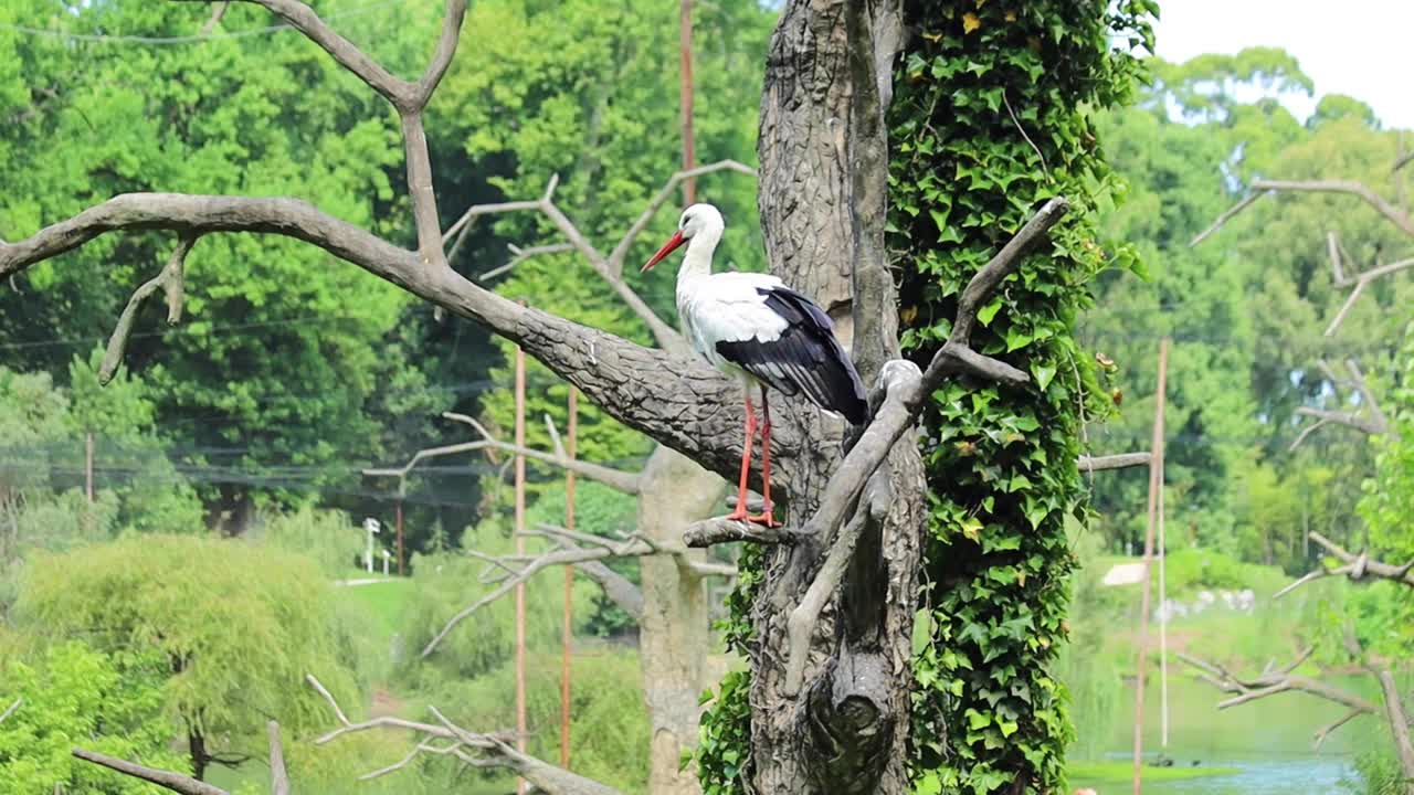 白鹳鸟在树上停着视频素材