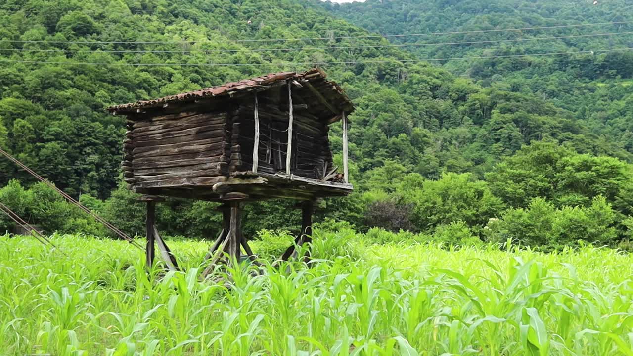 乡下玉米地里的老木屋视频素材