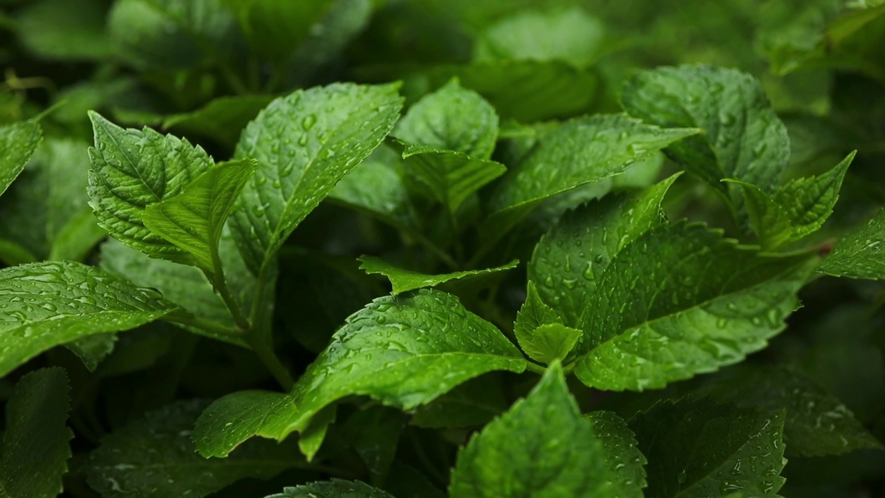 雨淋在茂密的森林里，丛林里的雨特写，水滴固定在绿叶上，热带森林里的雨天。雨滴落在树叶上。大雨落在树叶上视频素材