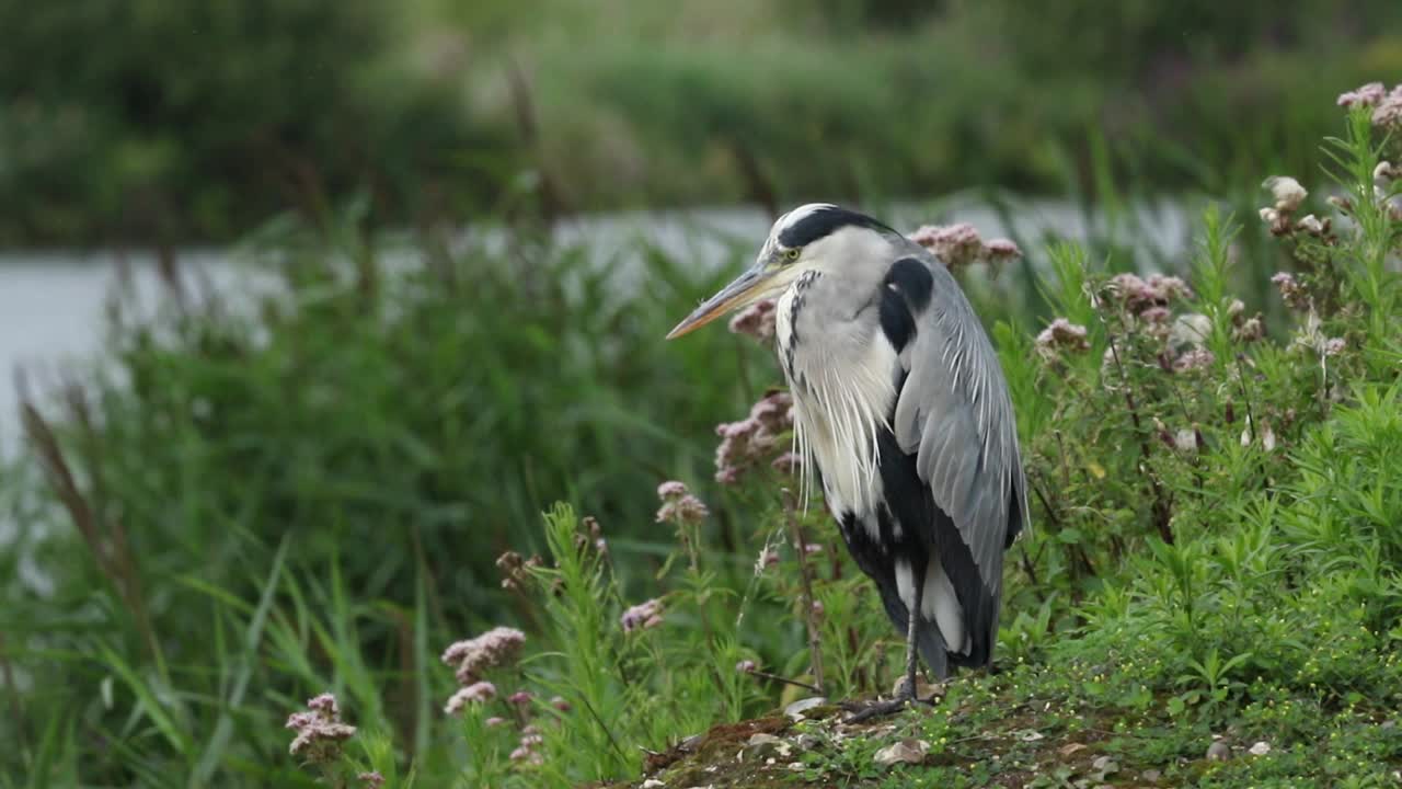 一只灰色苍鹭(Ardea cinerea)停在湖边的岸边。视频素材