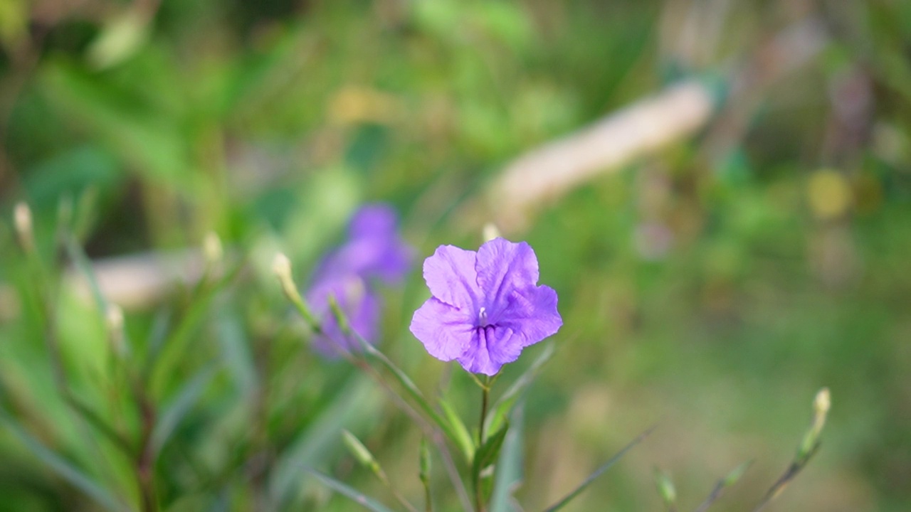 水仙花、水仙花、米尼根、铁根、小白根、爆豆荚、Cracker plant、traino、Toi ting ACANTHACEAE、Britton 's Wild、墨西哥风铃花、矮牵牛紫罗兰花，在自然背景下在花园里盛开视频素材