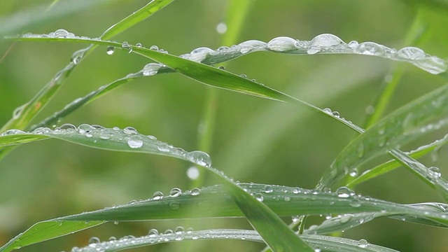 青草上的露珠视频素材