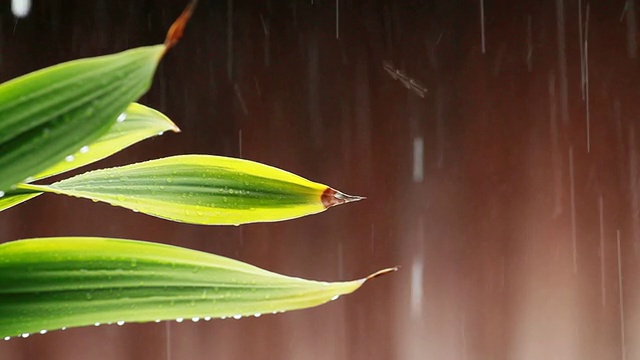 雨视频素材