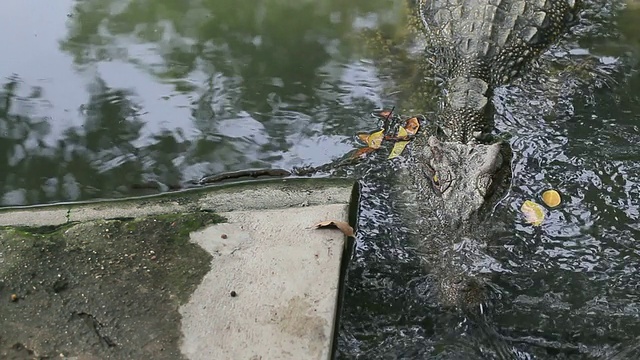 鳄鱼在水里视频素材