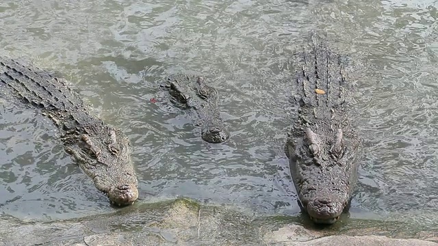 鳄鱼在水里视频素材