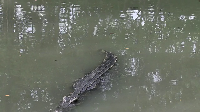 鳄鱼在水里视频素材