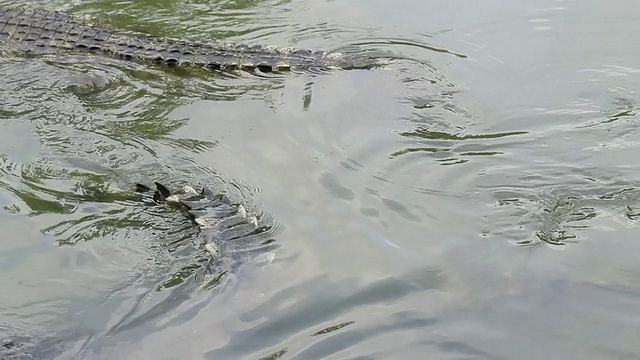 鳄鱼在水里视频素材