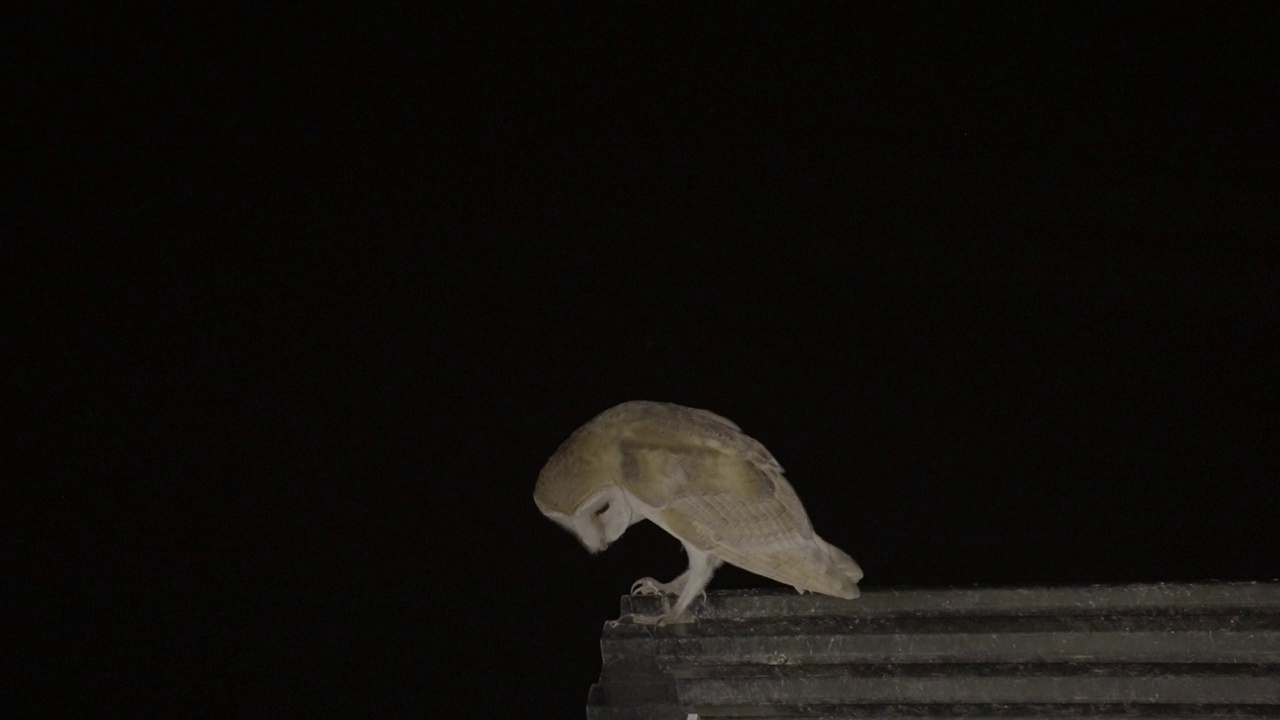 仓鸮(Tyto alba)视频素材