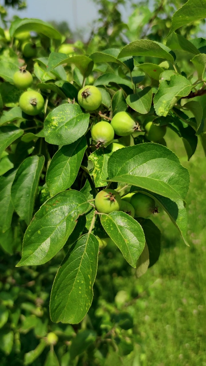 树上的小绿苹果视频素材