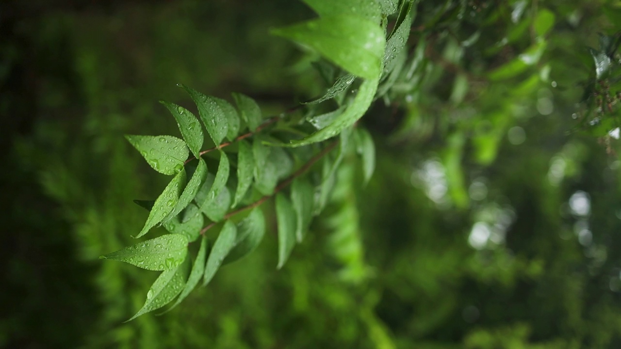 雨淋在茂密的森林里，丛林里的雨特写，水滴固定在绿叶上，热带森林里的雨天。雨滴落在树叶上。大雨落在树叶上视频素材