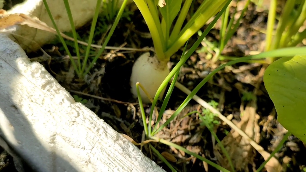 种植萝卜视频素材