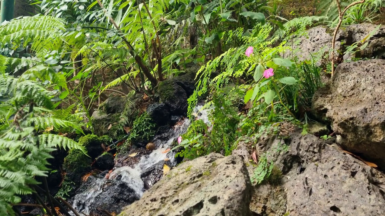 一条小溪从山上流下来视频素材