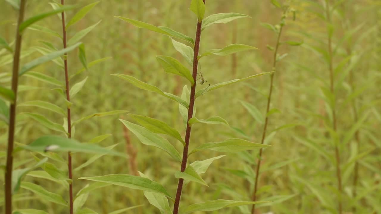 一只小蚱蜢沿着一根草茎爬。视频素材