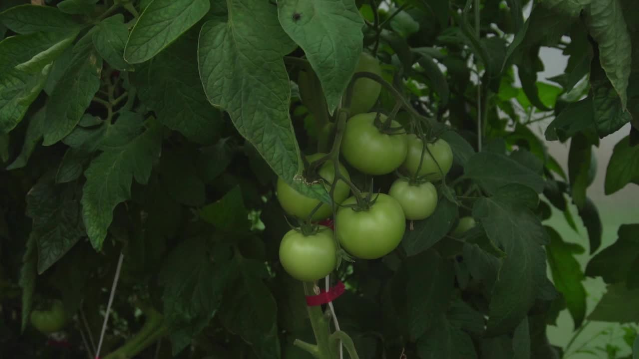 绿番茄在温室里成熟了视频素材