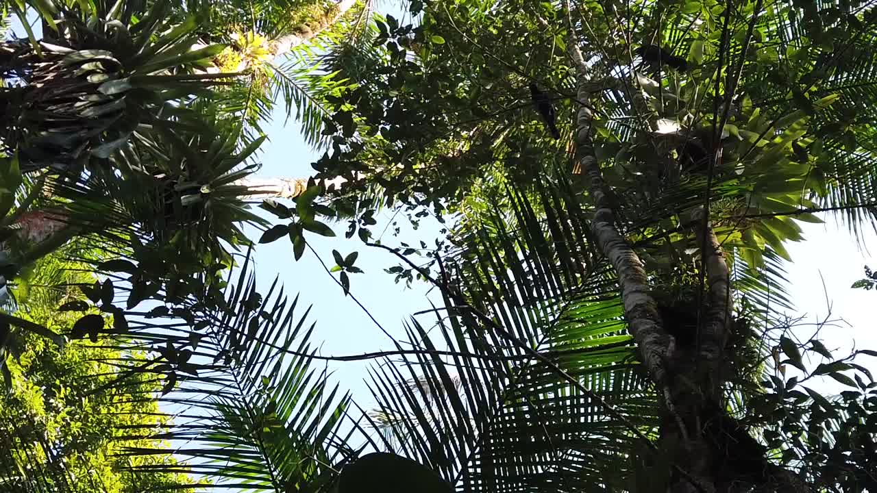 蓝白嘴鸦高高地挂在树上，发出声音视频素材