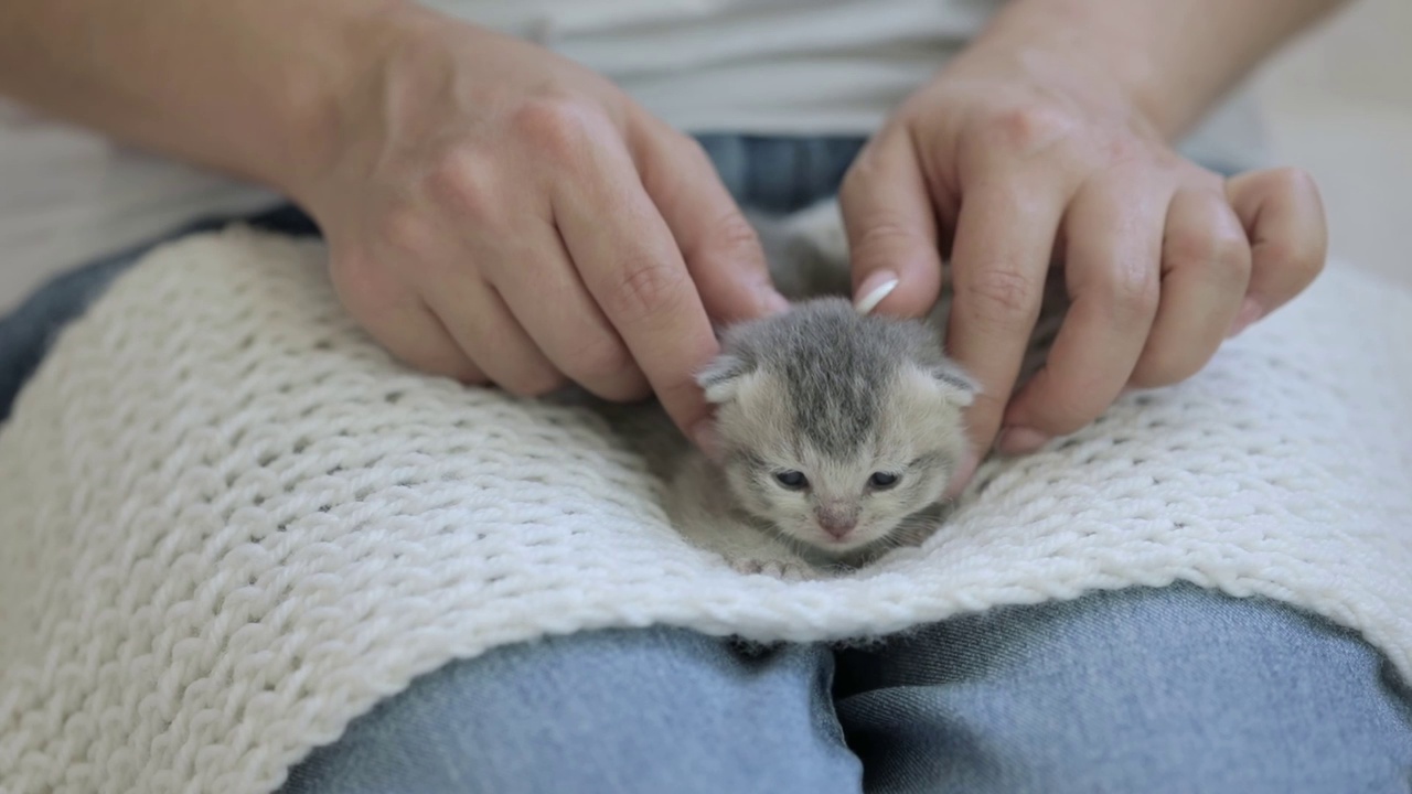 抱着一只刚出生的灰色小猫的女人的手视频素材