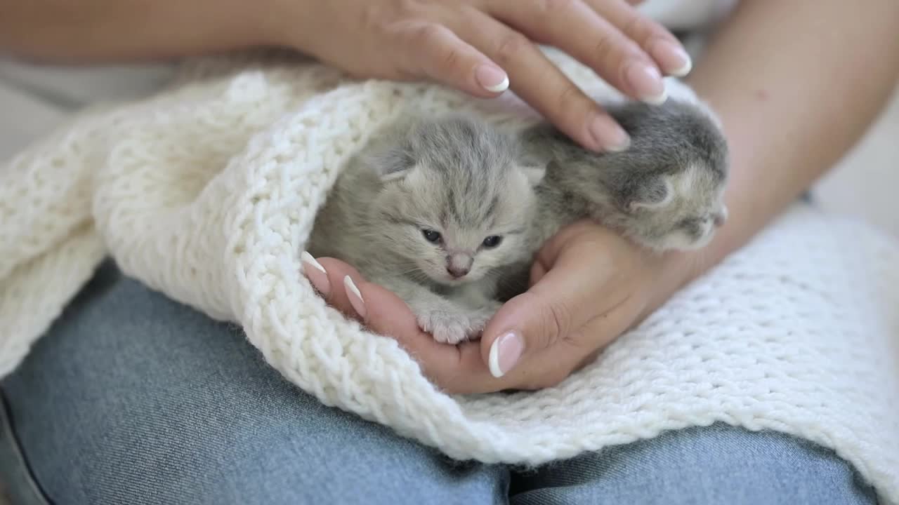 抱着一只刚出生的灰色小猫的女人的手视频素材