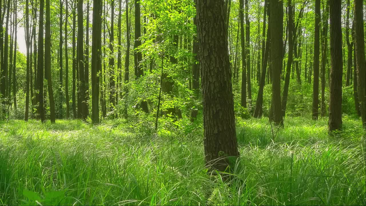 美丽的绿色森林。丛林中自然宁静的自然景象，有高大的树木和高大的草地。阳光明媚的户外，公园里的风景。静态拍摄，明亮，沉默，中景，实时，高清。ProRes 422 HQ。视频素材