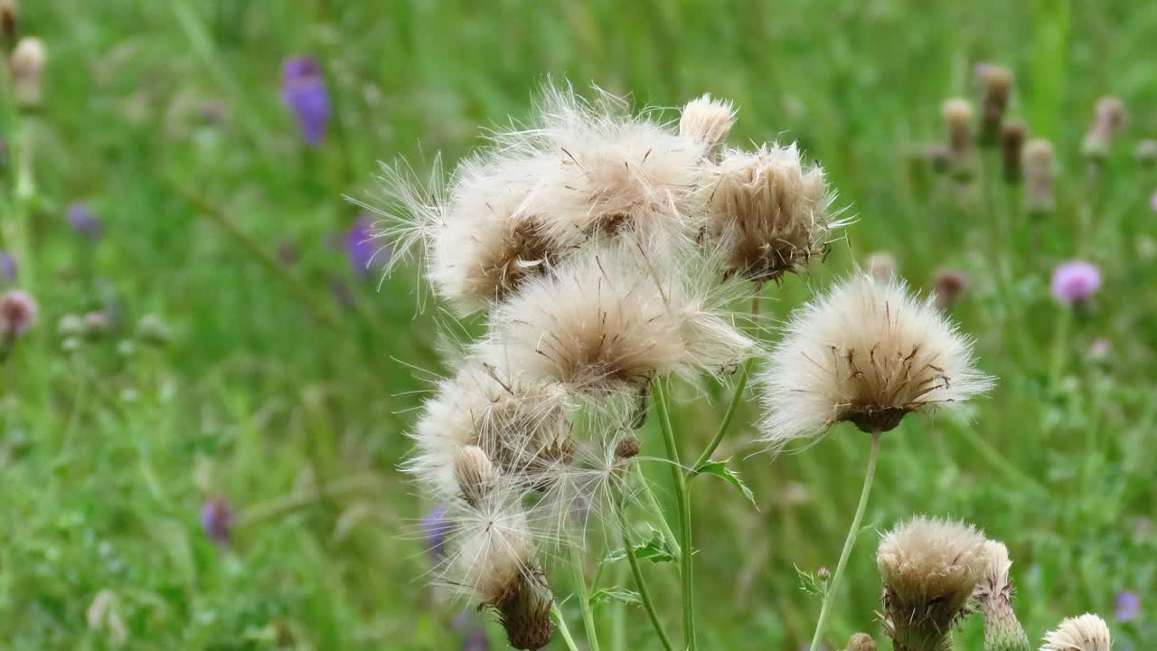 爬蓟视频素材