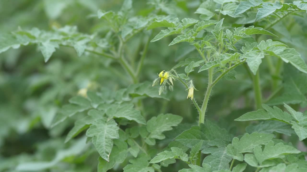 番茄植株和它的黄色花朵，番茄花朵，开花的番茄植株，视频素材