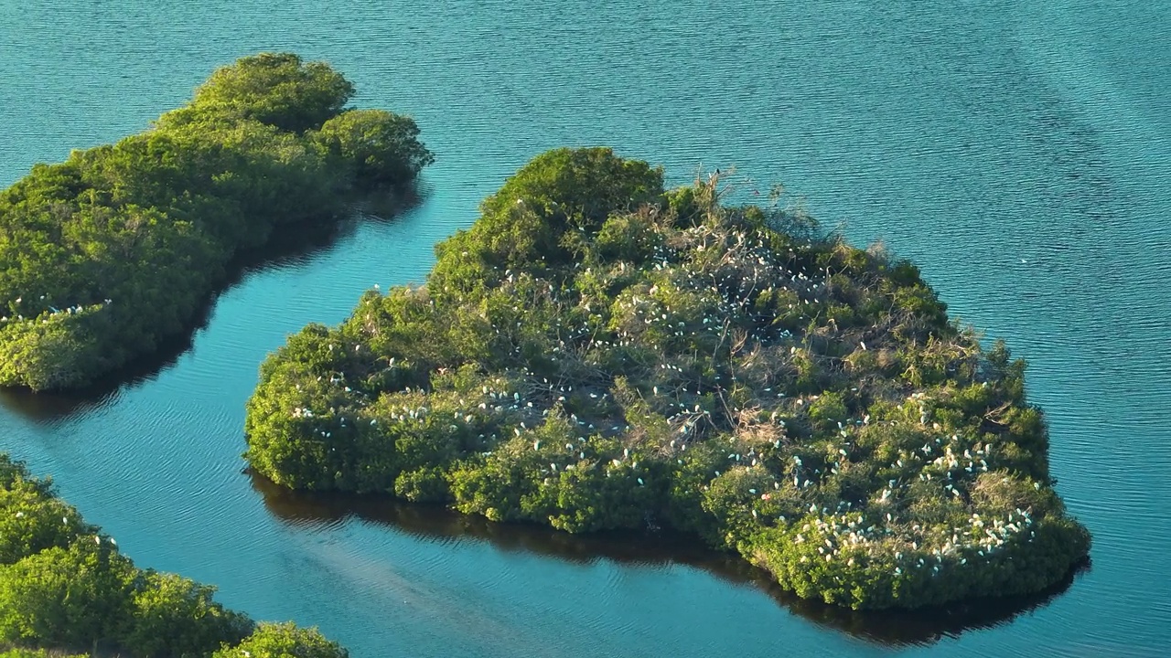 佛罗里达湿地，海湾水域之间的绿色沼泽植被上有一群白鹭和苍鹭。鸟瞰自然栖息地的野生动物视频素材