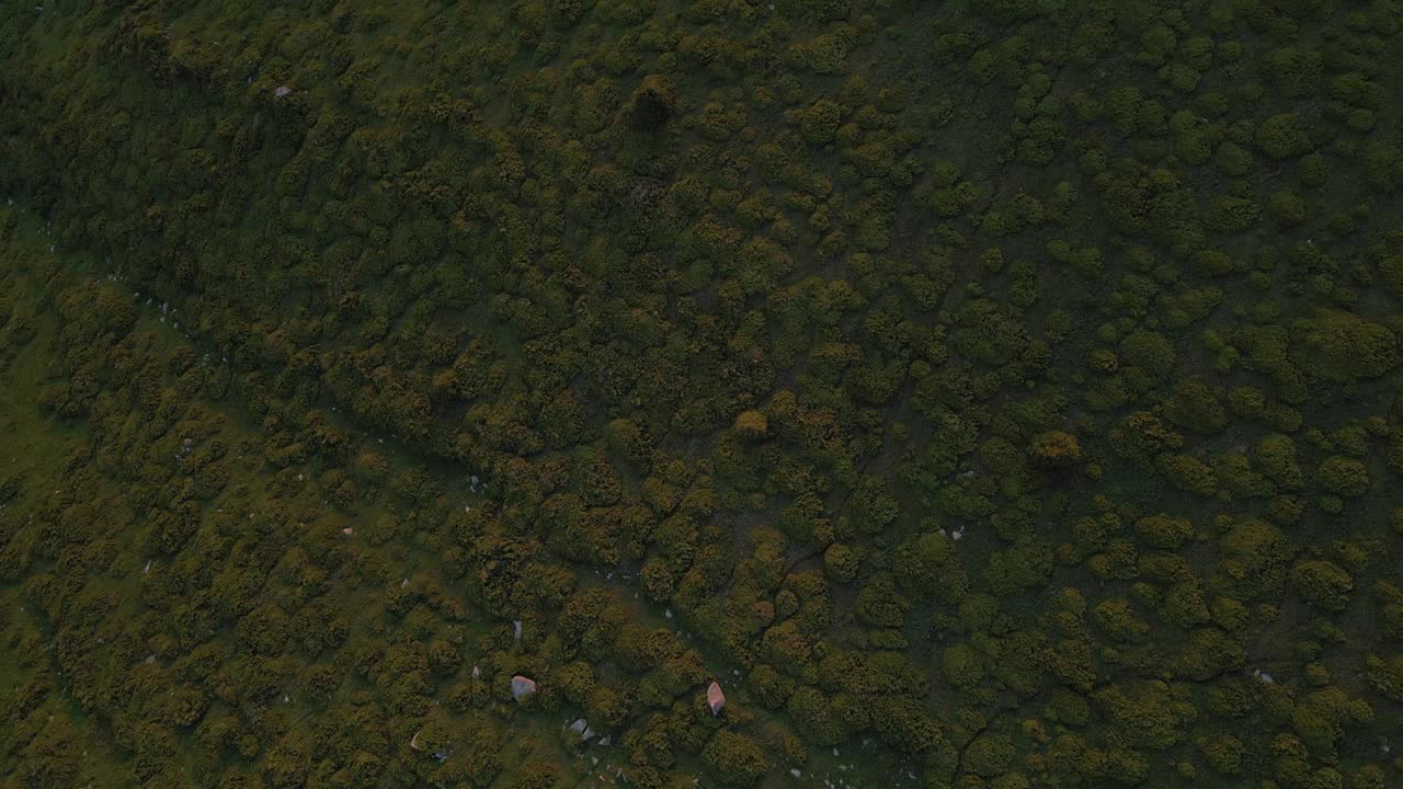 长满杜松和草的大山坡视频素材