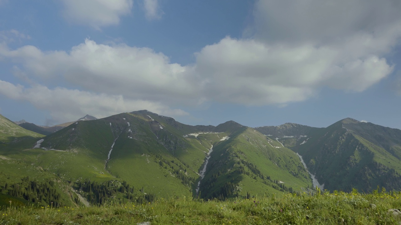 高山山坡上长满杂色草的草地视频素材