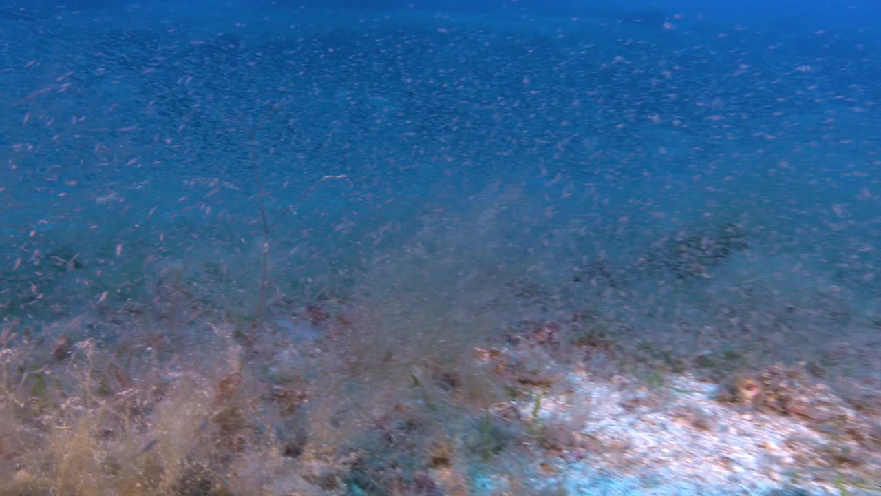 水下场景-地中海海底很少有鱼和磷虾视频素材